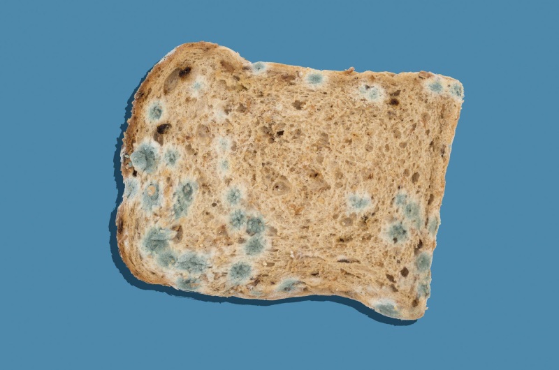 کپک مواد غذایی: سموم، آسیب‌ ها و عوارض پس از مصرف